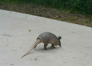 An armadillo on the trail in River Legacy Park in Arlington Texas