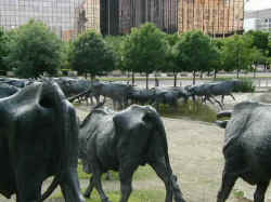 Another view of the Dallas Herd.
