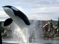 Orca leaping out of the water in front of the Tulalip Casino.