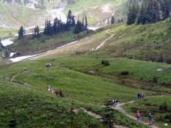 Hikers on trails through meadows leading up to Mount Rainier.