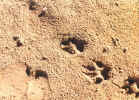 Bobcat prints in the sand.