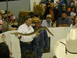 A snake handler puts on a show with several rattlesnakes.