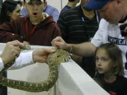 A kid gasps in amazement watching people pet a rattlesnake.