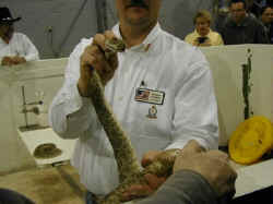 A rattlesnake milker holding a rattlesnake.