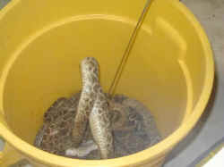The snake handler uses a hook to left a soon to be milked rattlesnake out of a bucket.