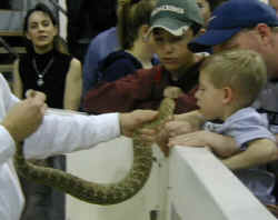 A little kid very close to a rattlesnake's rattle.
