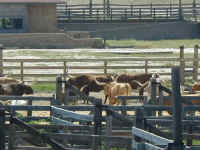 This photo shows the aforementioned Fort Worth herd from the boardwalk above the cattle pens.