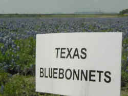 Texas Bluebonnets.