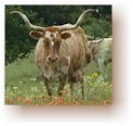 A Longhorn in Wildflowers at Lake Grapevine