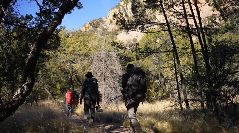 Hikers traverse a sun-drenched trail through a pine forest