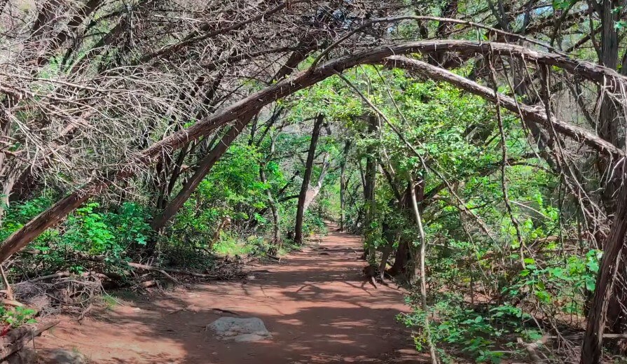 A shaded trail winds through a dense forest canopy