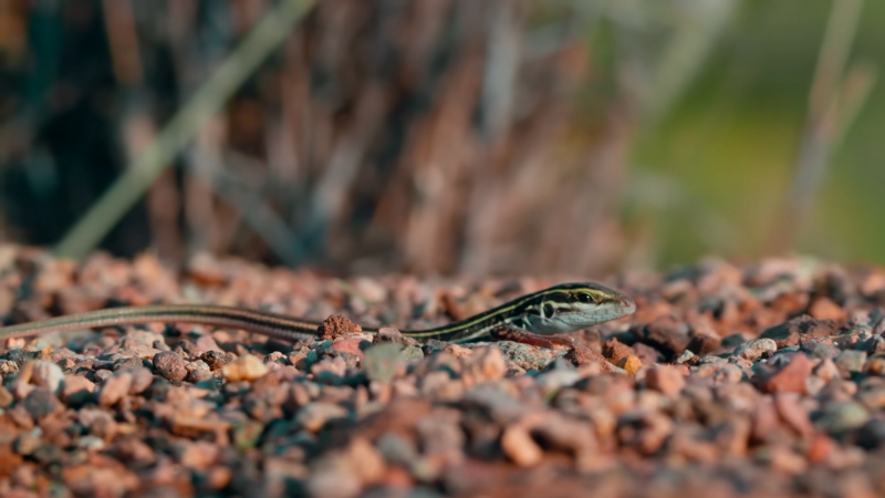 A close-up of a snake on rocky terrain, typical of Texas wildlife