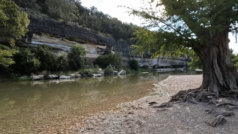 A bald cypress tree shades the clear Guadalupe River beside rocky cliffs and quiet forest