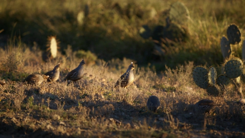 A group of quail moves through dry grass and cactus along the Panhandle Pronghorn Prairie Trail