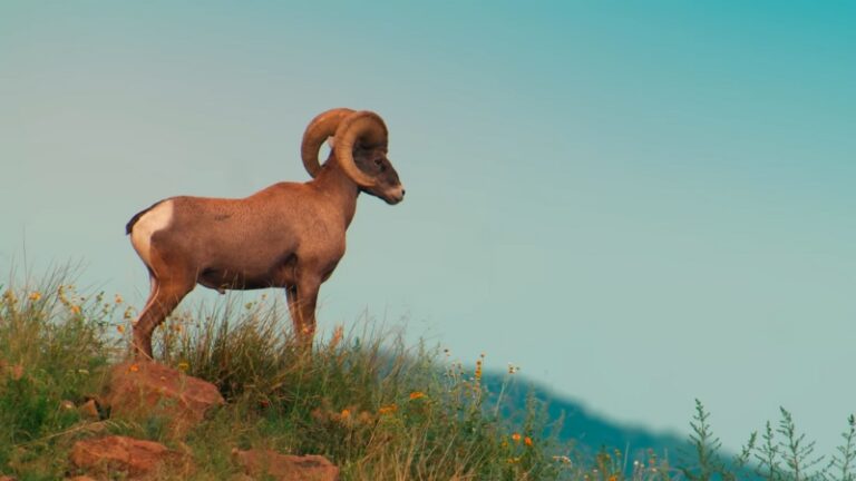A desert bighorn sheep stands on a grassy slope at sunrise, representing the remote beauty of Texas wildlife trails