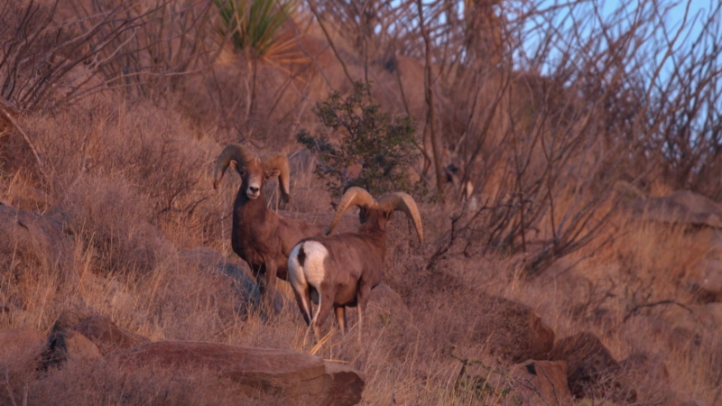 Two desert bighorn sheep stand alert on a rocky hillside along the West Texas Desert Bighorn Trail