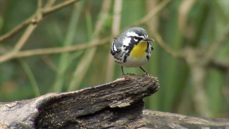 A small songbird with a yellow chest perches on a log in a Texas wildlife area surrounded by dense greenery