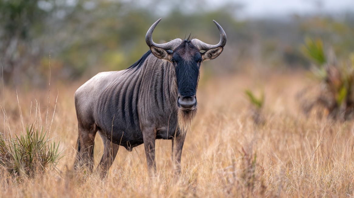 A wildebeest with curved horns standing in tall dry grass, facing the camera