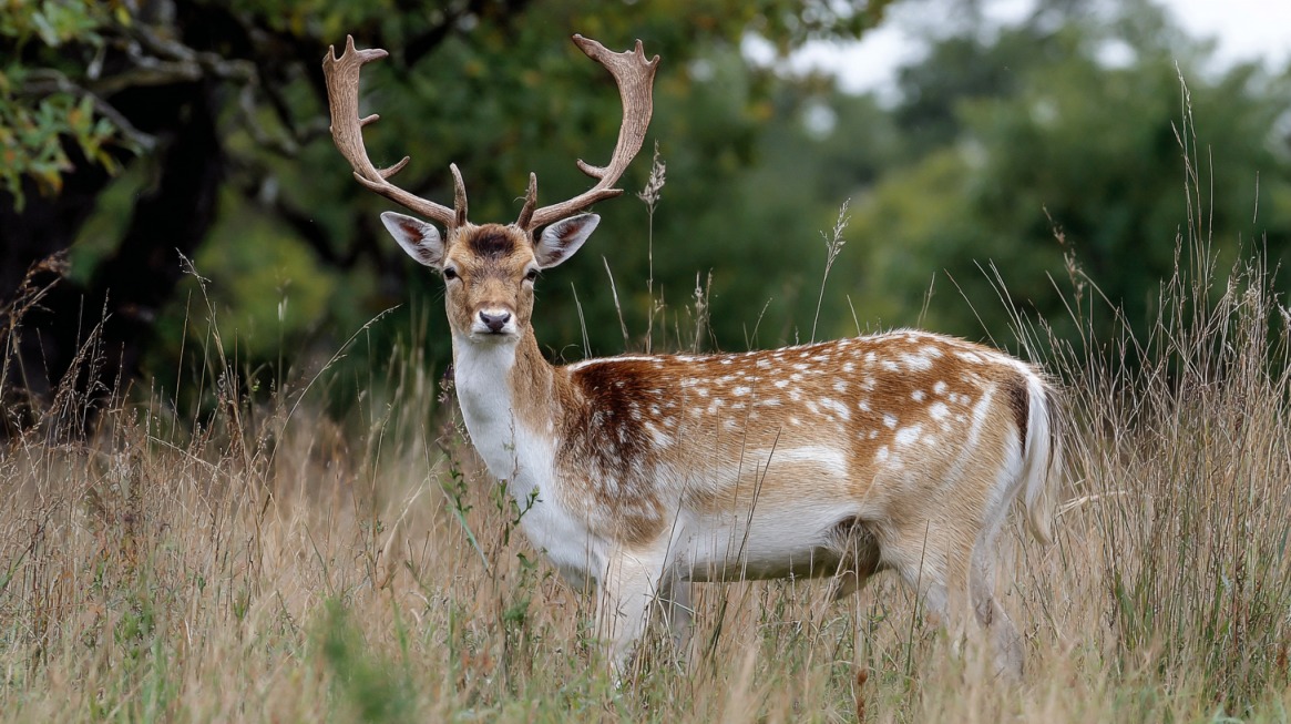 Fallow deer with spotted coat and broad, palmate antlers standing alert in grassy habitat