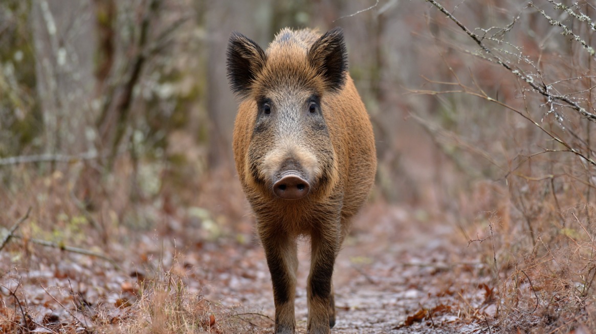 Feral hog standing on a forest path, facing the camera with a curious expression, surrounded by bare winter vegetation
