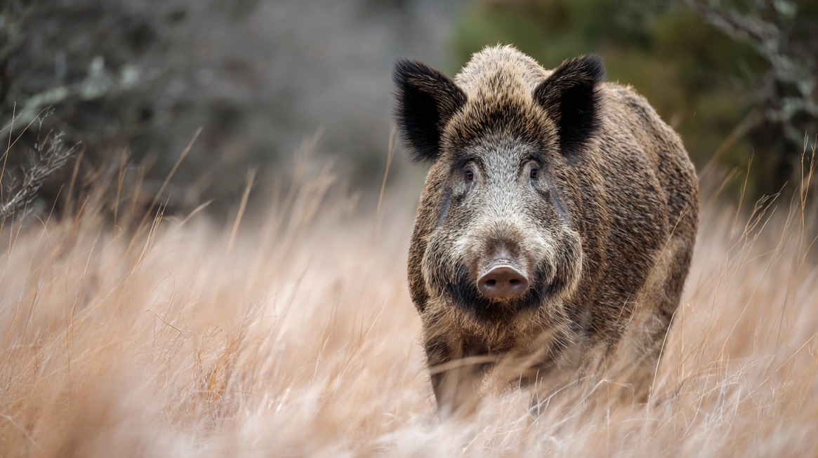 Wild hog standing in tall dry grass, facing directly toward the camera with ears upright