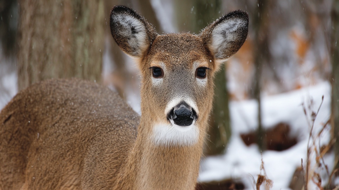 White-tailed deer — graceful forest dwellers with a keen sense of awareness. Alt text: Close-up of a white-tailed deer standing in a snowy forest, with large dark eyes, upright ears, and a brown coat speckled with snow.