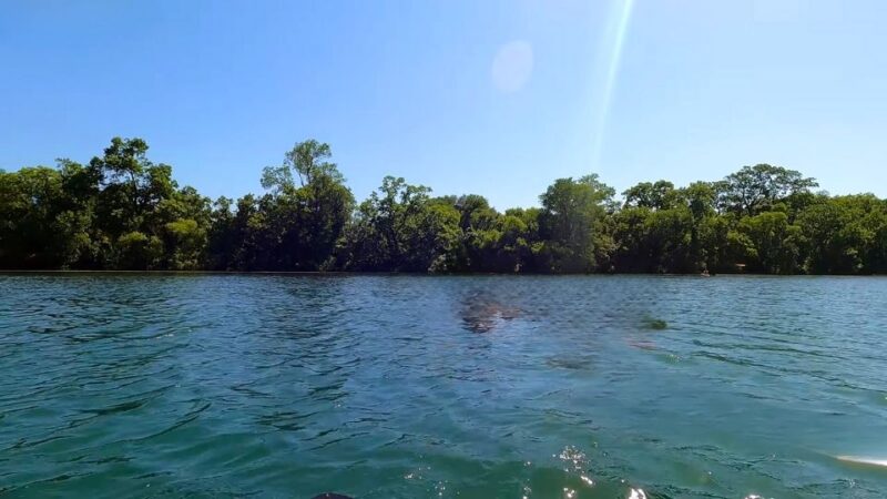 Calm waters of Lake Austin surrounded by trees on a clear, sunny day